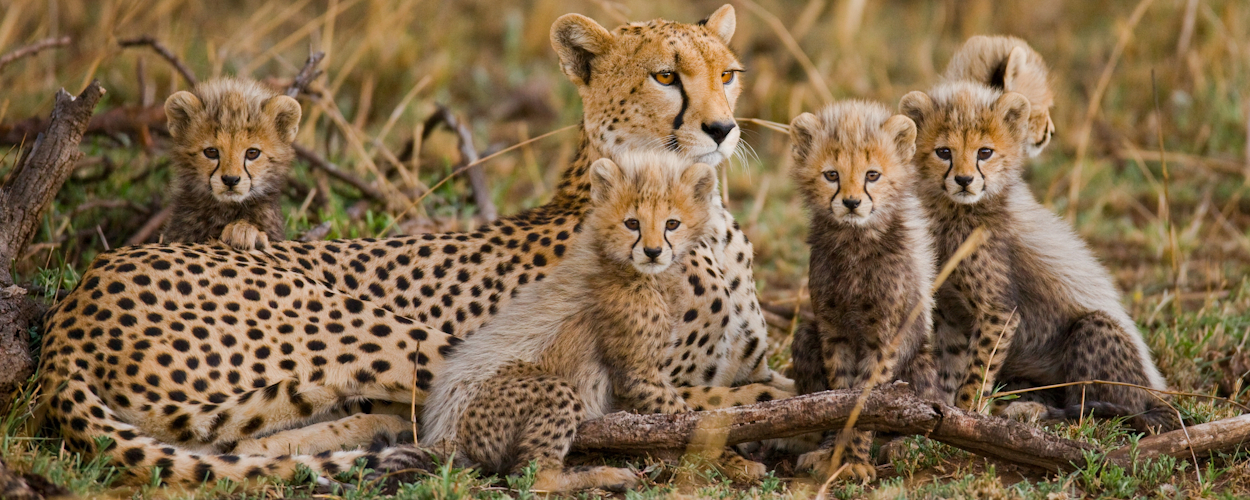 Cheetah Mara