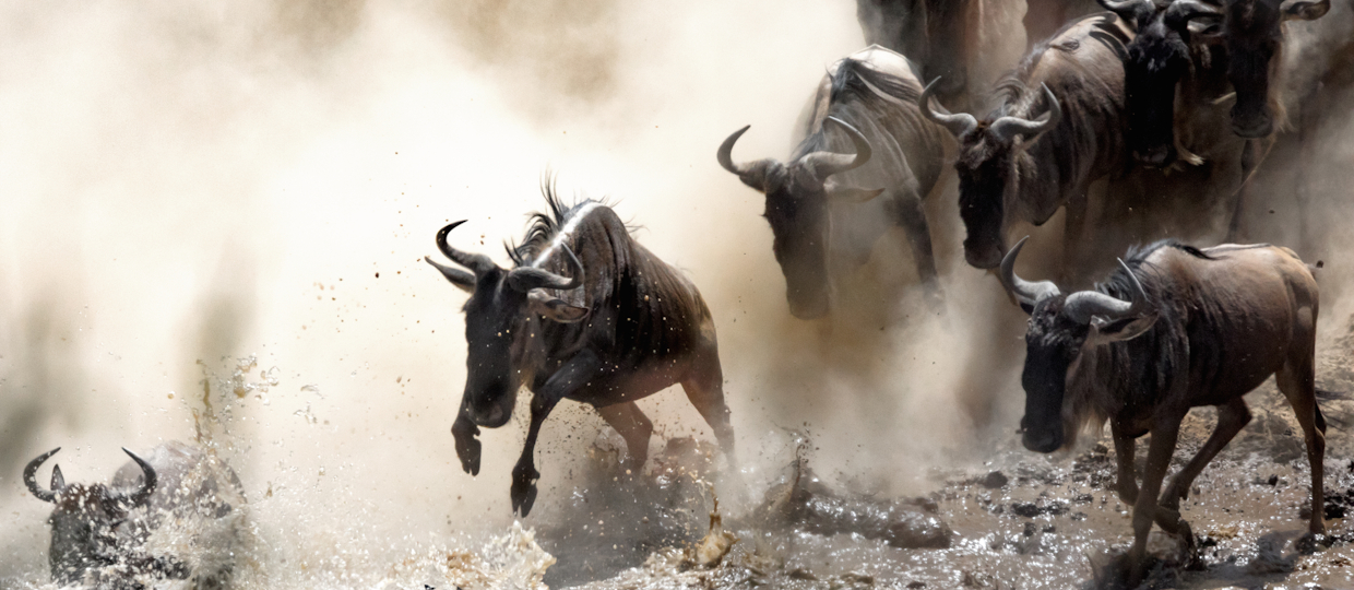 Wildebeest crossing the Mara River