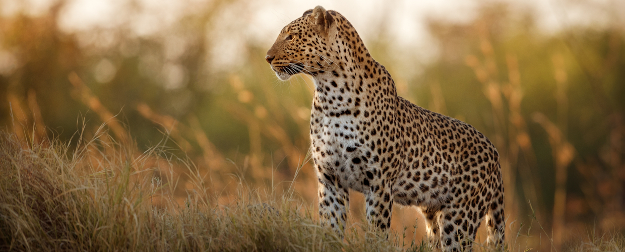 African leopard female pose in beautiful evening light. Amazing leopard in the nature habitat. Wildlife scene with dangerous beast. Hot weather in Africa. Panthera pardus pardus.
