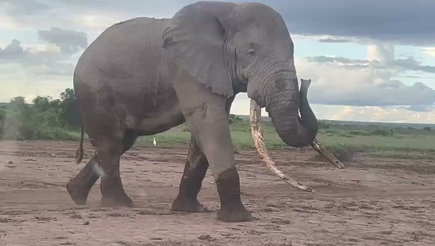 African elephant walking across a pale earth track