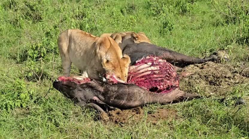Lion beside its prey in bright green grass