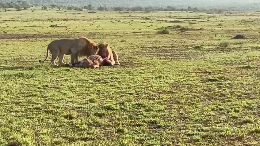 Two lions resting together on open grassland