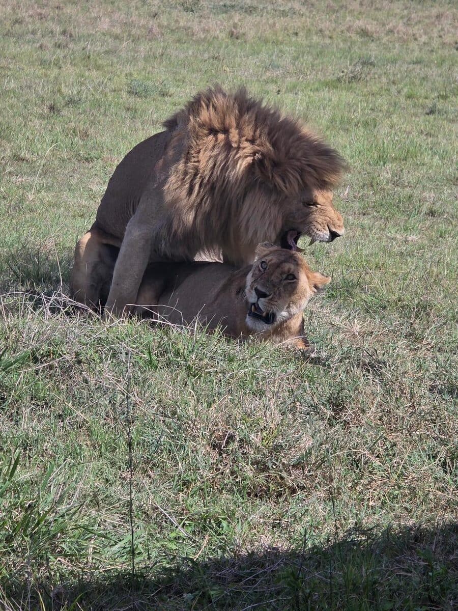 Male lion resting in short grass