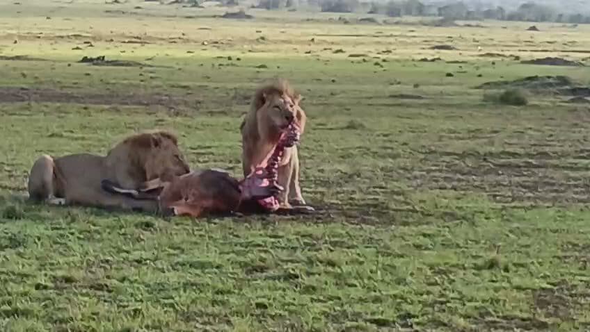 Lions resting beside their prey on a wide plain