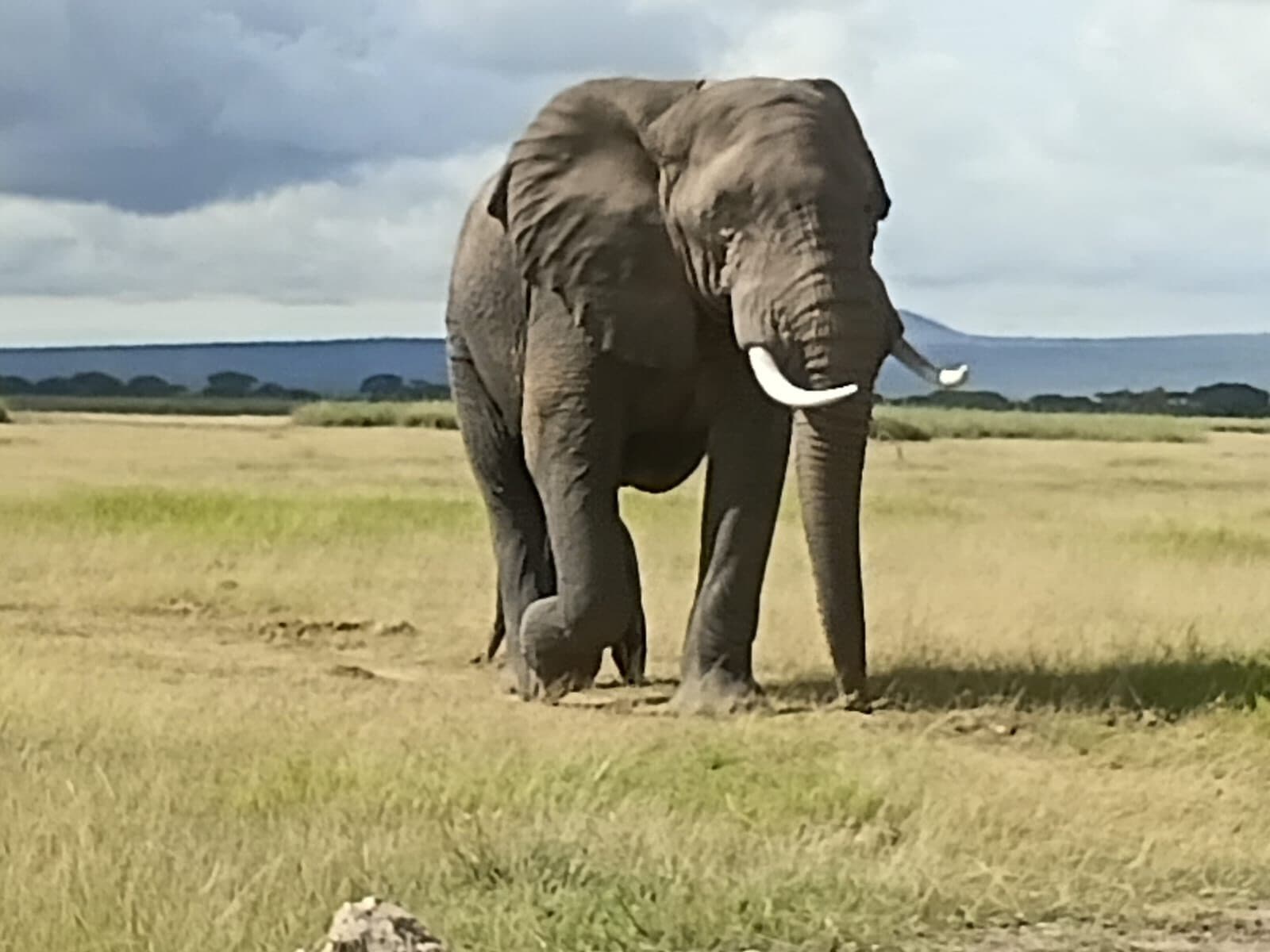 African elephant standing on a wide grassy plain