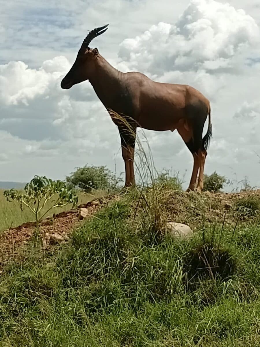 Topi antelope standing on a low ridge