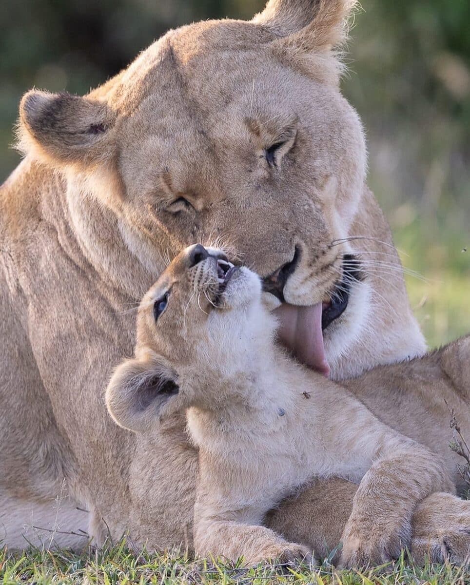 Lioness resting closely with young cubs
