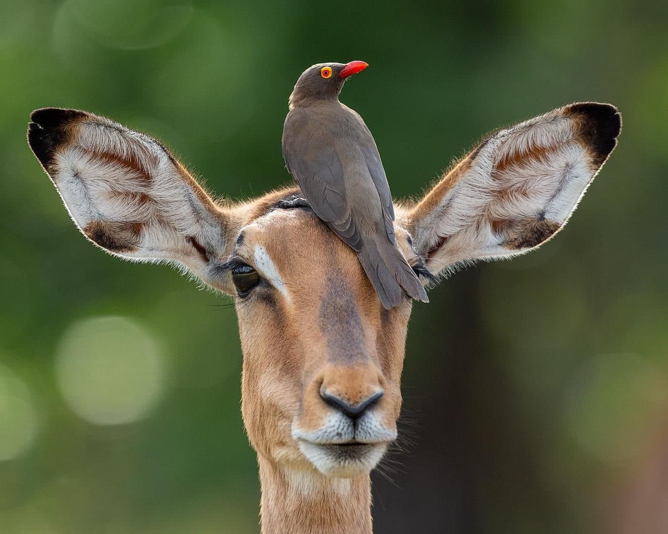 Oxpecker perched between the ears of an impala