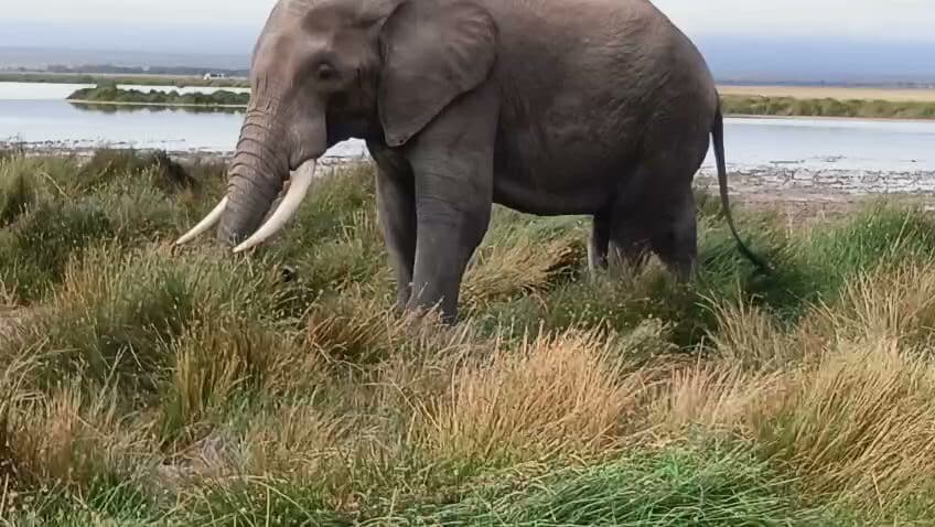 African elephant walking beside a wetland