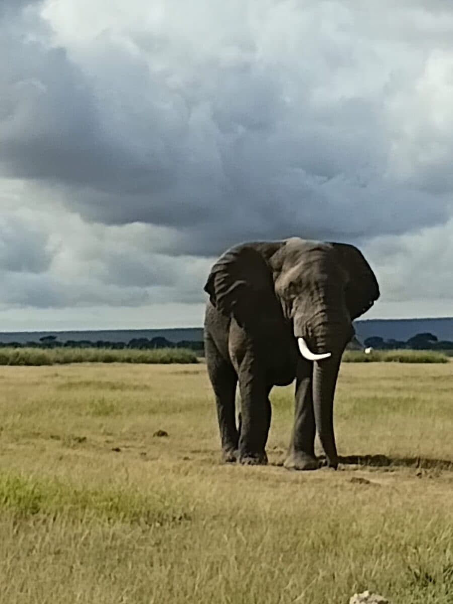 African elephant beneath a dramatic cloudy sky
