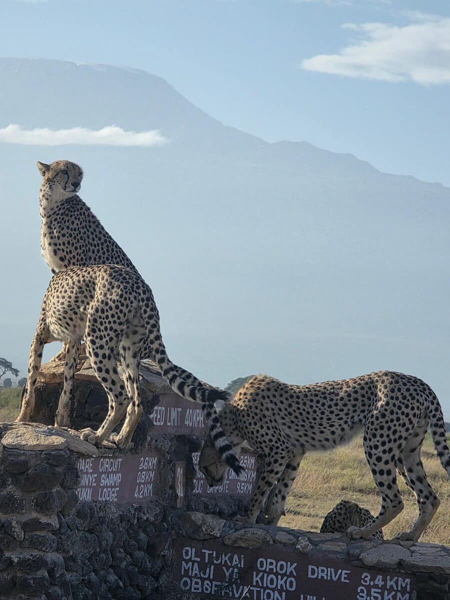 Two cheetahs watching from the roof of a safari vehicle