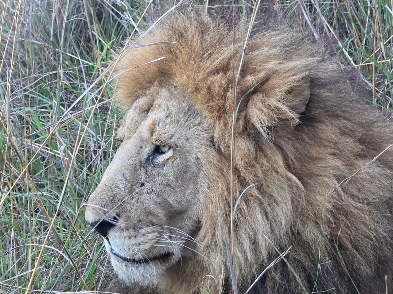 Close view of a male lion in dry grass