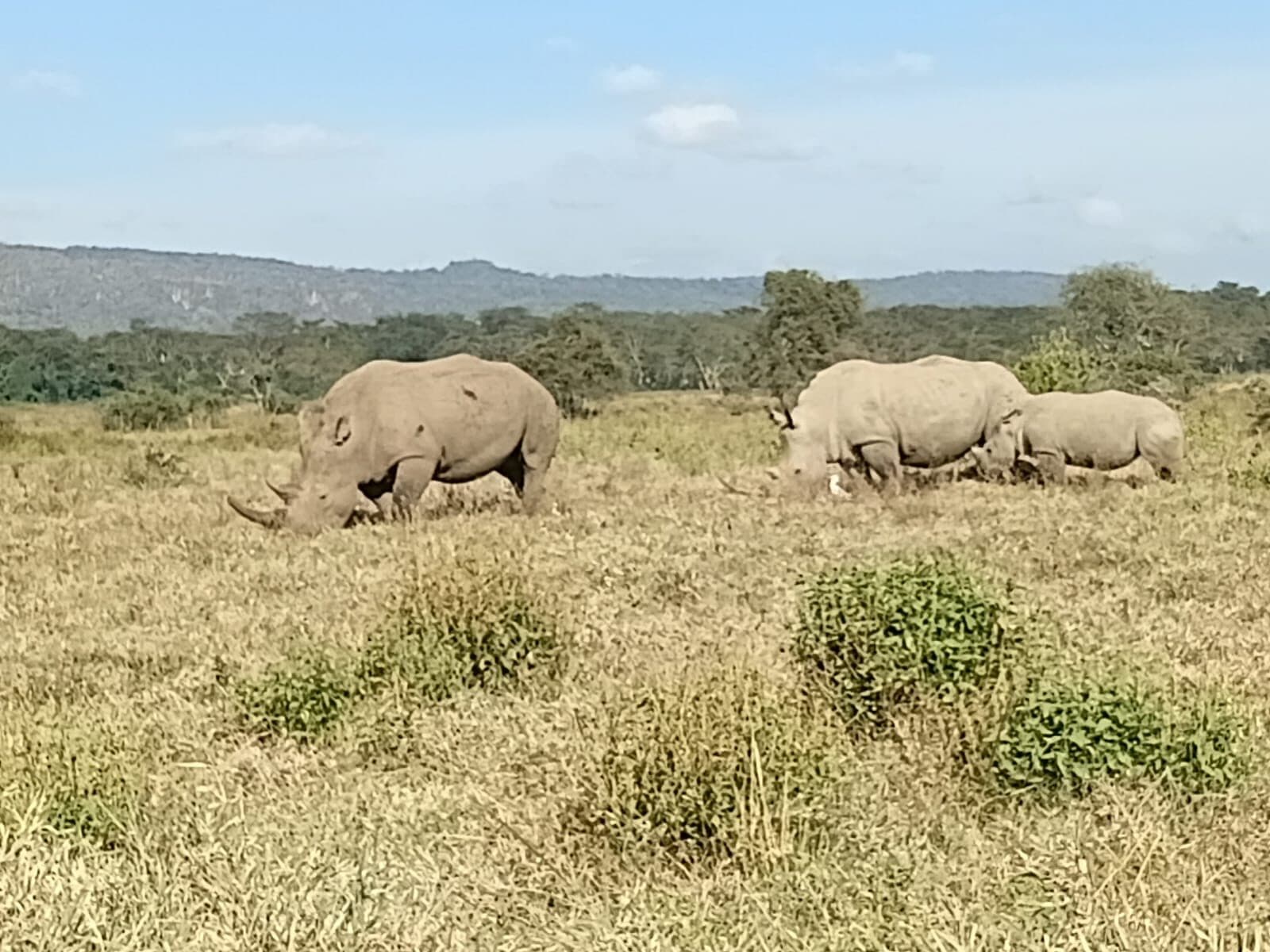Rhinoceroses walking through open scrub