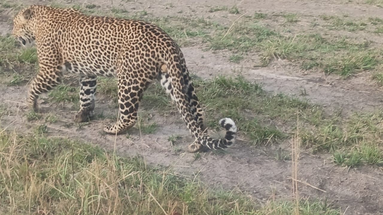 Leopard walking across sparsely grassed ground