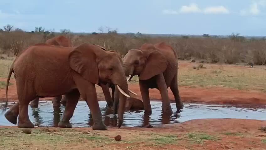 Elephant family gathered at a red-earth waterhole