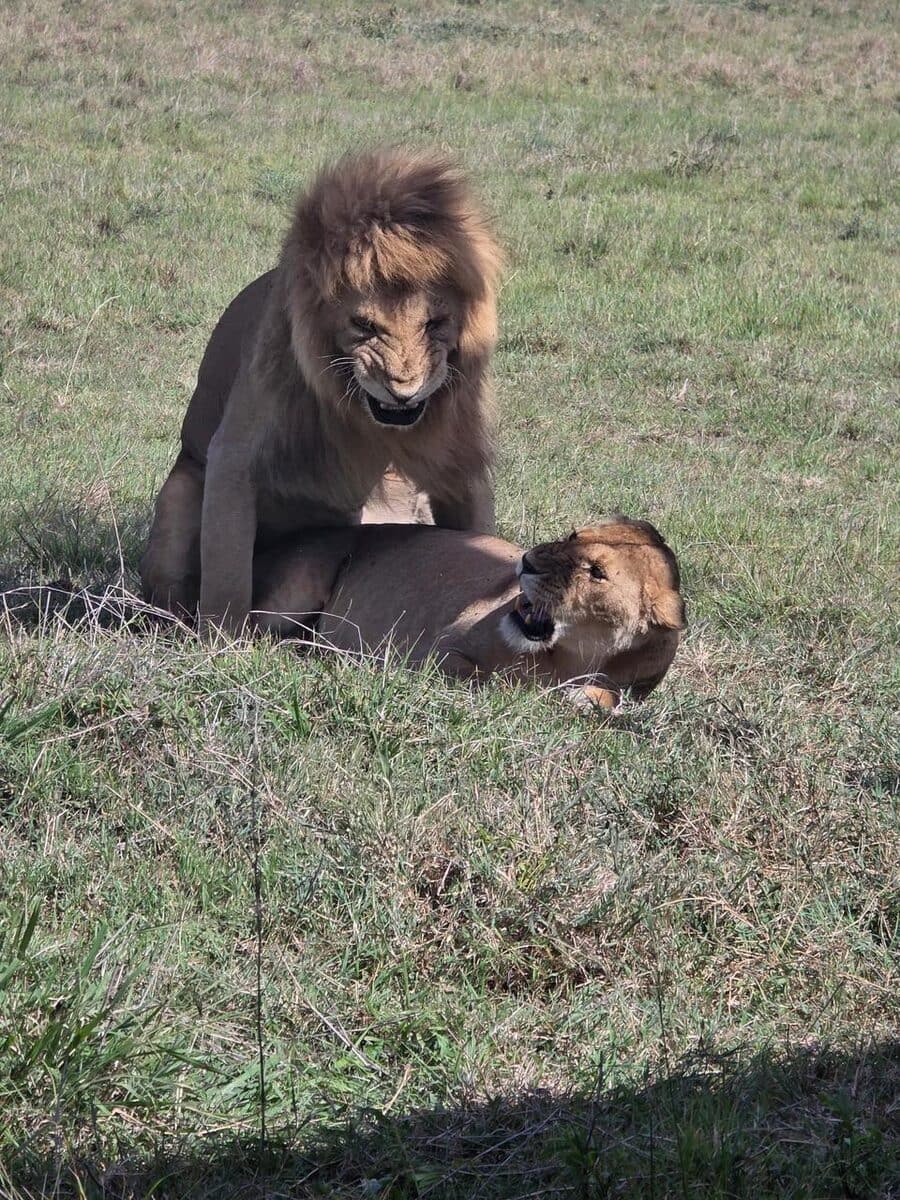 Lioness resting in grass beside a cub