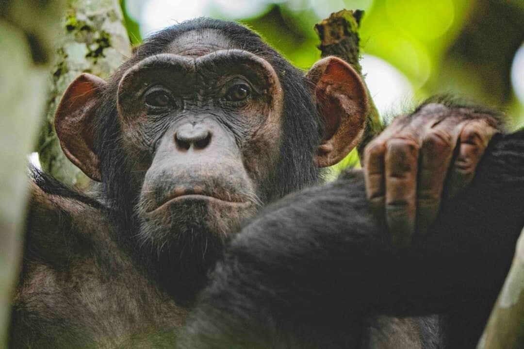 Chimpanzee looking forward through green foliage