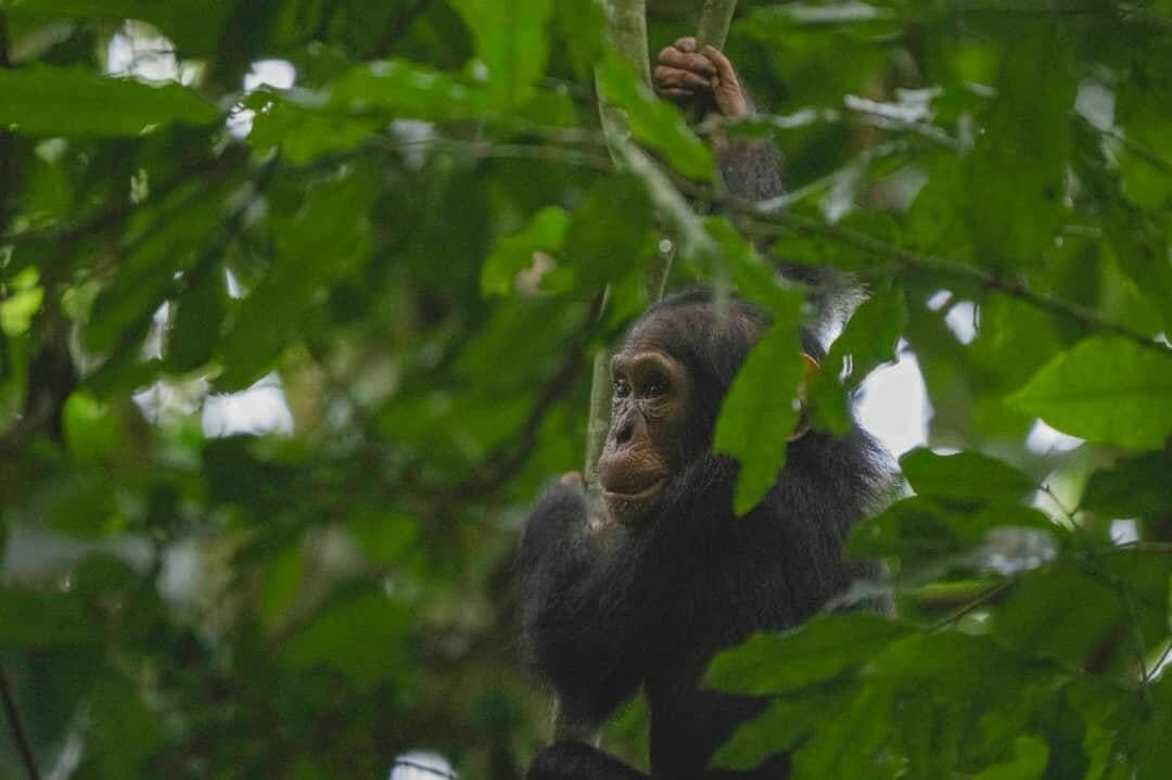 Chimpanzee climbing among dense green leaves