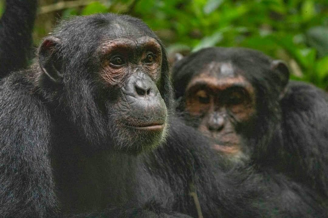 Two chimpanzees sitting close together
