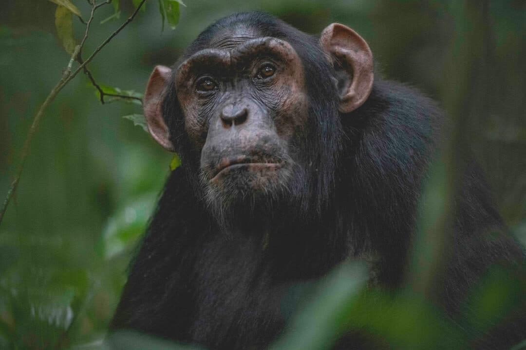 Chimpanzee sitting against a green forest backdrop