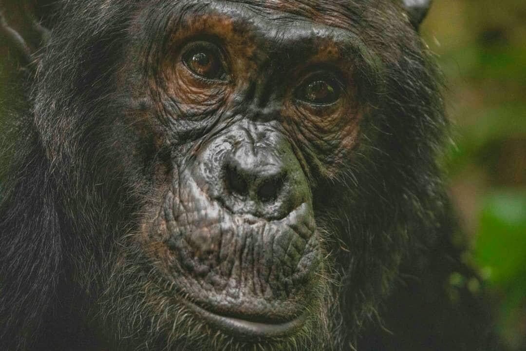 Close portrait of an adult chimpanzee