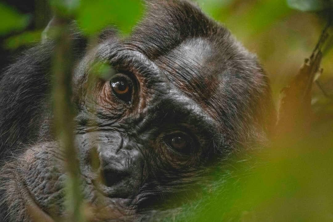 Young chimpanzee looking through green foliage
