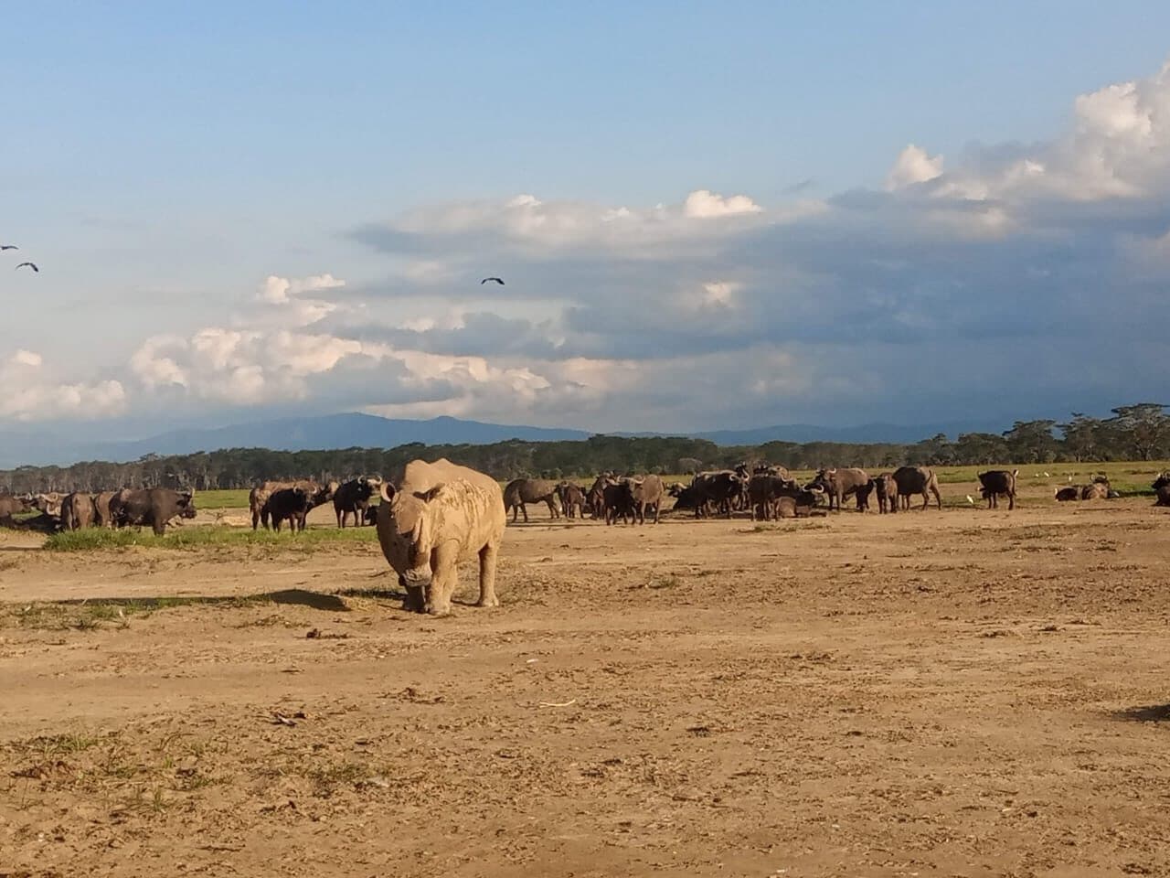 Elephant herd spread across a broad dry plain