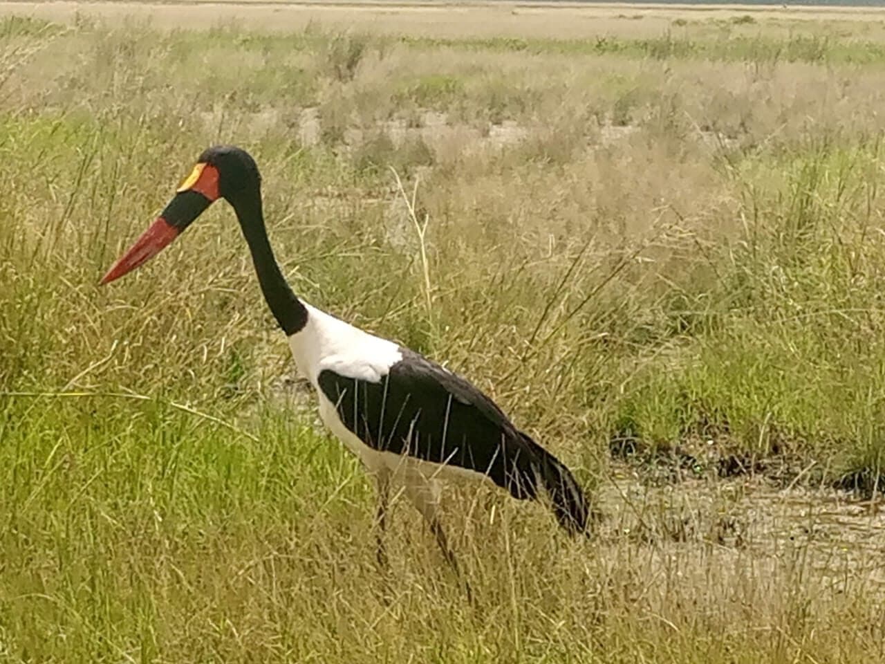 Saddle-billed stork standing in tall wetland grass