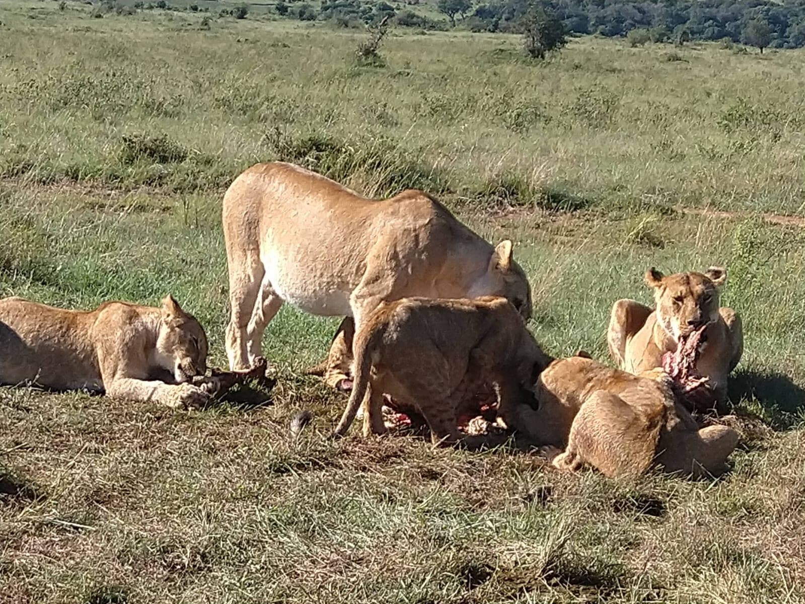 Lions gathered beside their prey on grassland