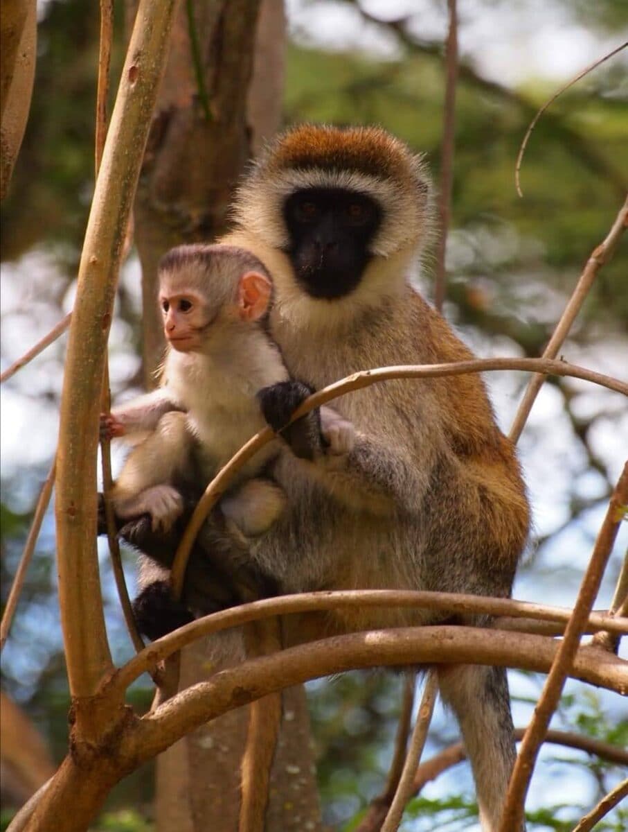 Monkey perched among woodland branches