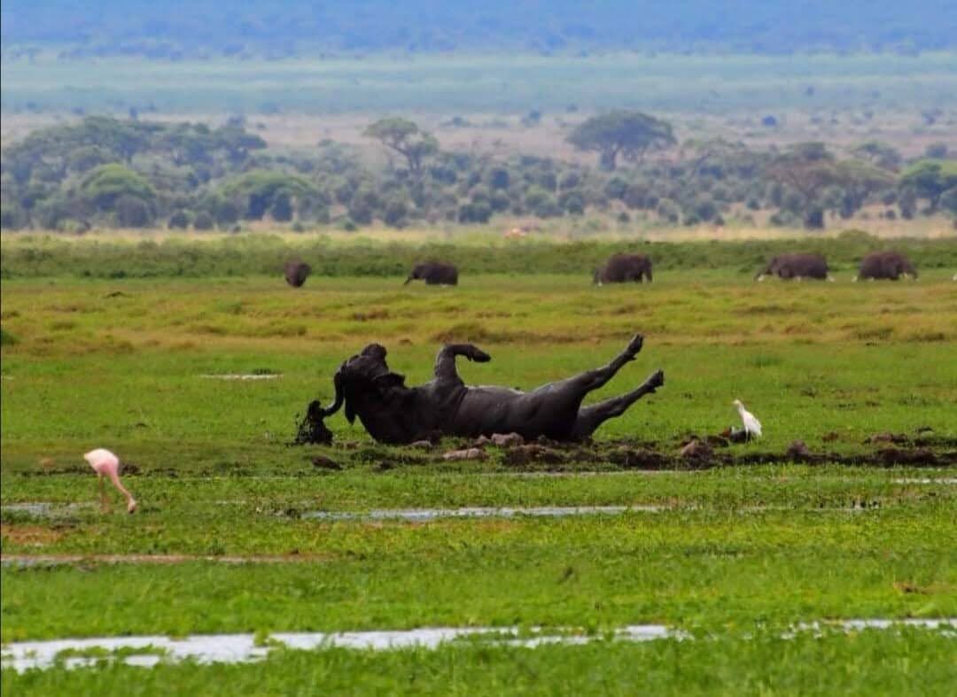 Rhinoceros resting beside a green wetland