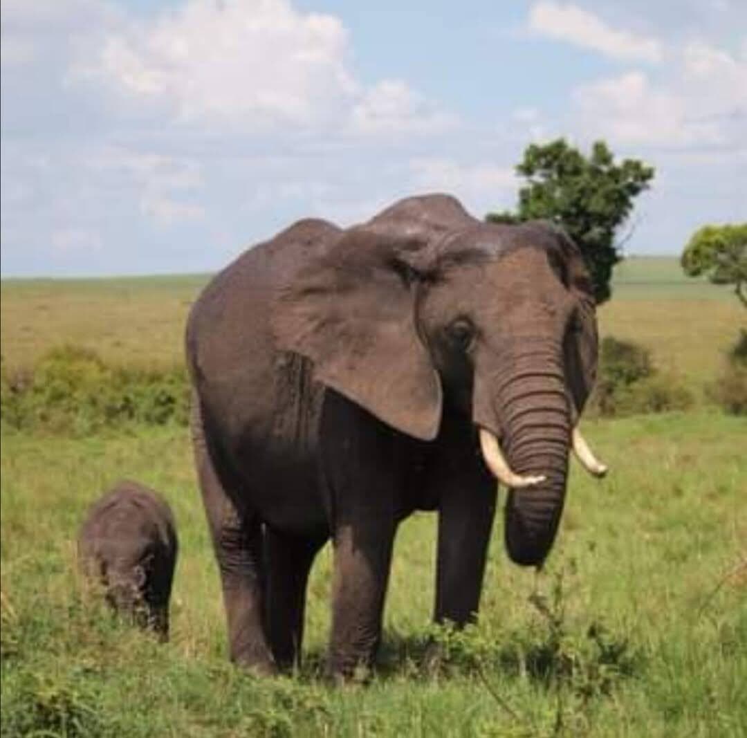 Adult elephant walking beside a calf