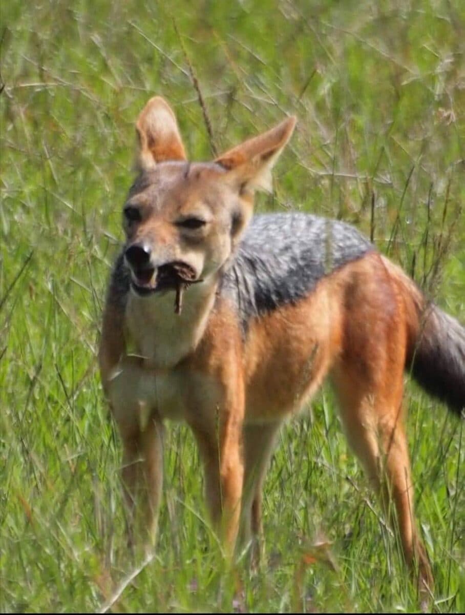 Black-backed jackal standing in green grass