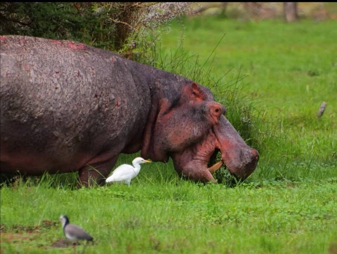 Hippopotamus resting on a green riverbank