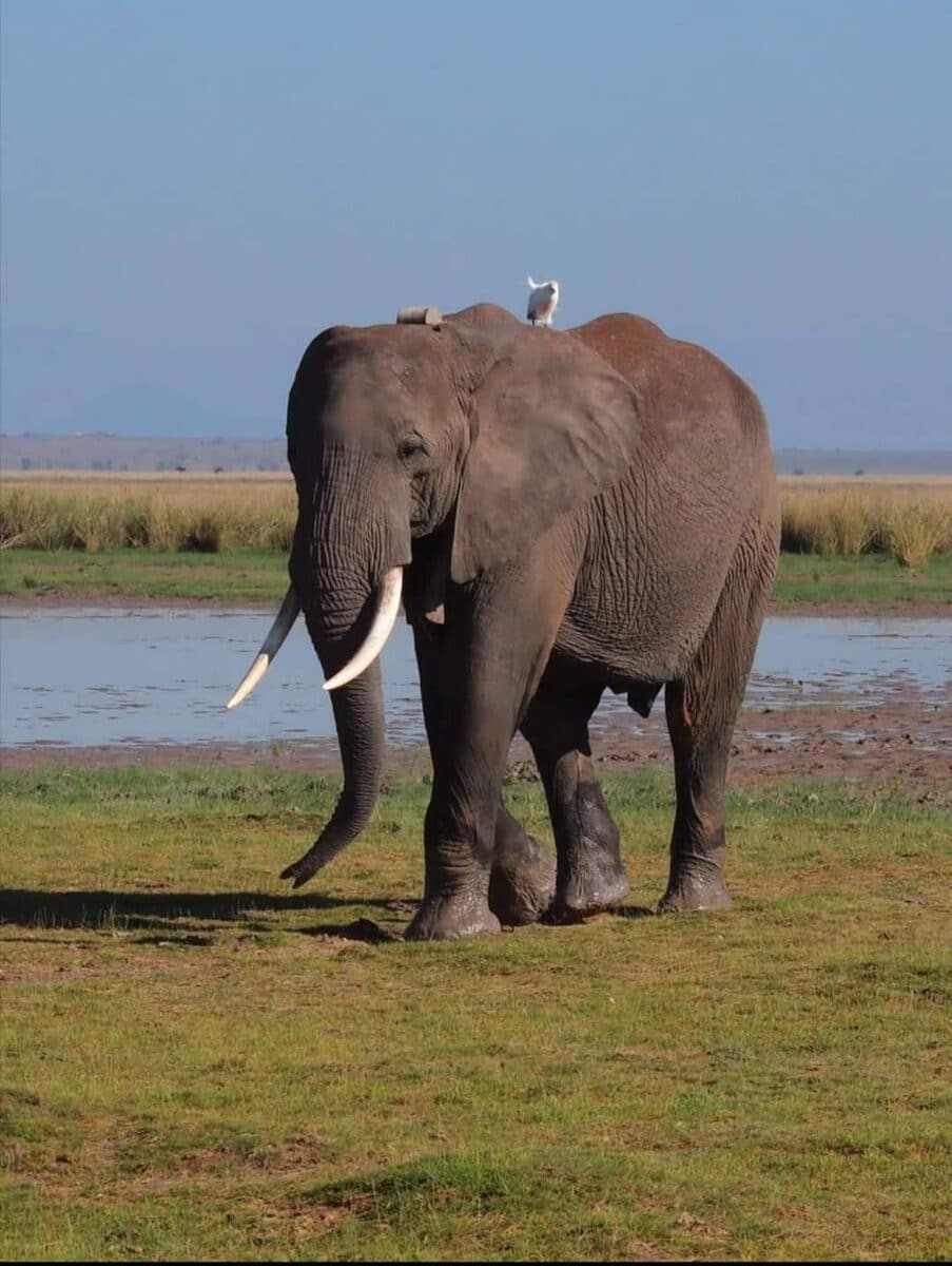 African elephant walking beside shallow water