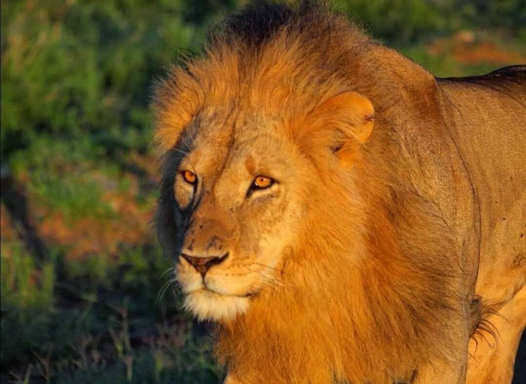 Male lion lit by warm late-afternoon light