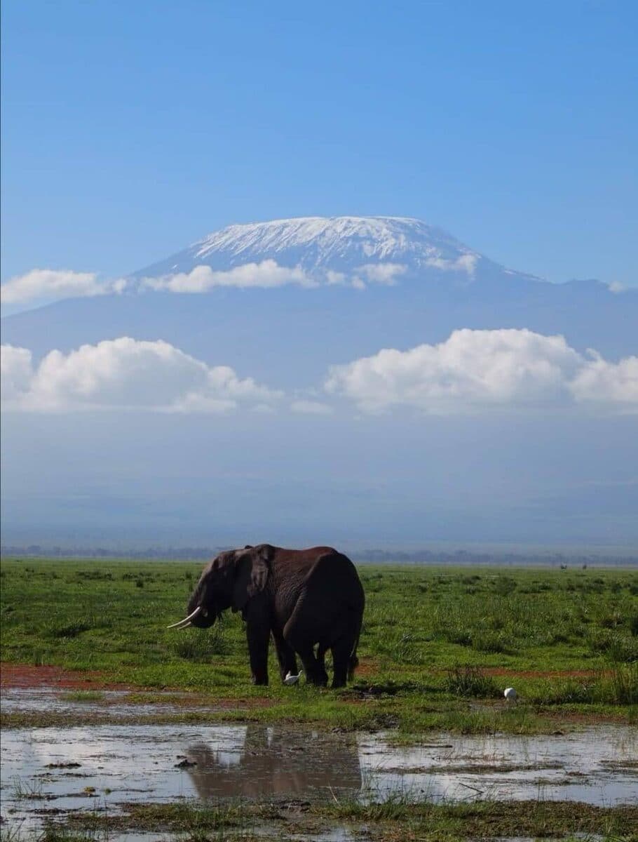 Elephant crossing wet grass with a mountain beyond