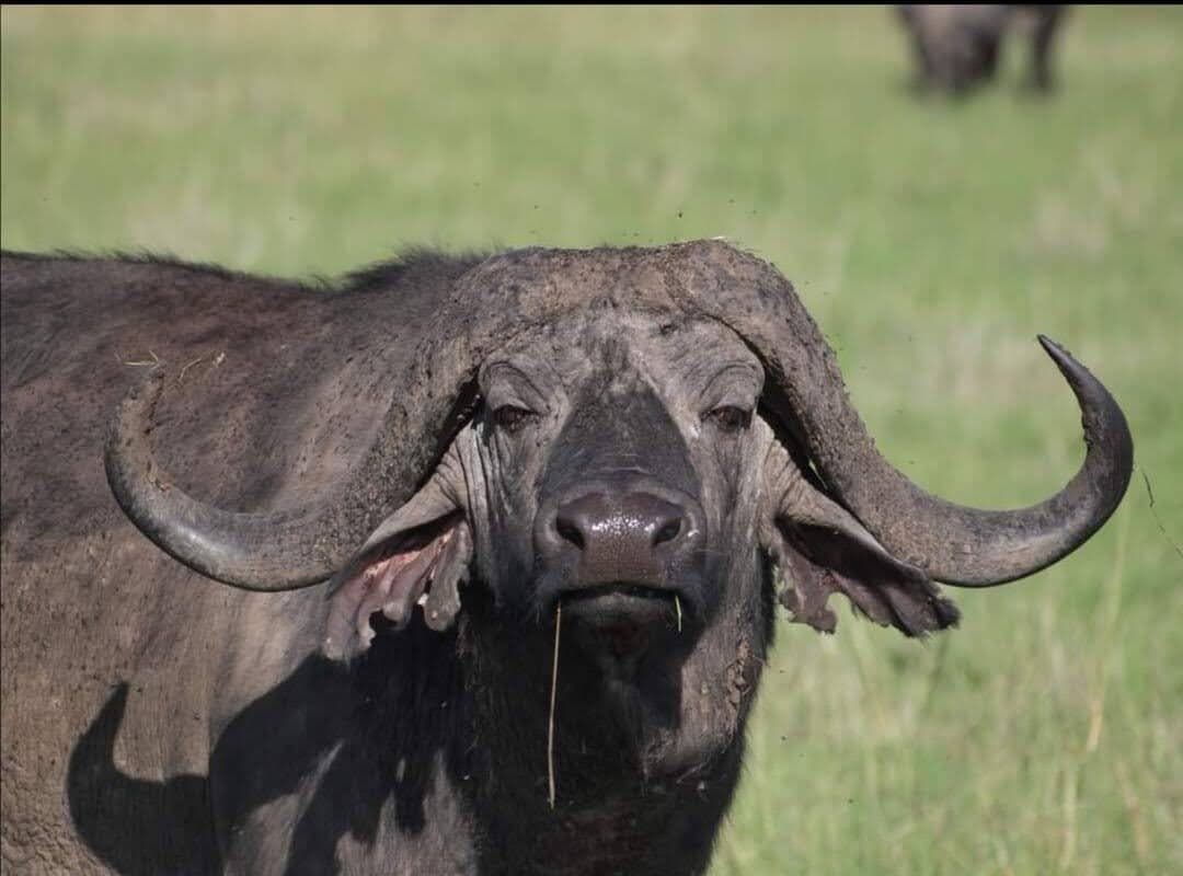Close portrait of an African buffalo