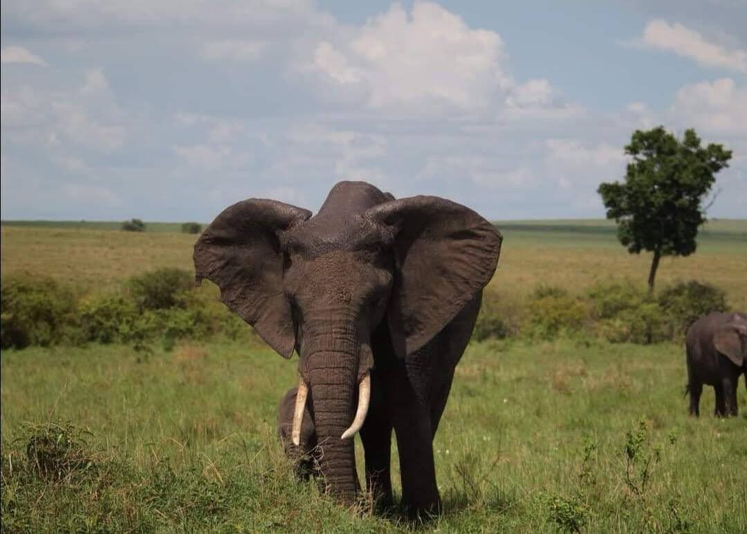 Elephant walking through open green savanna