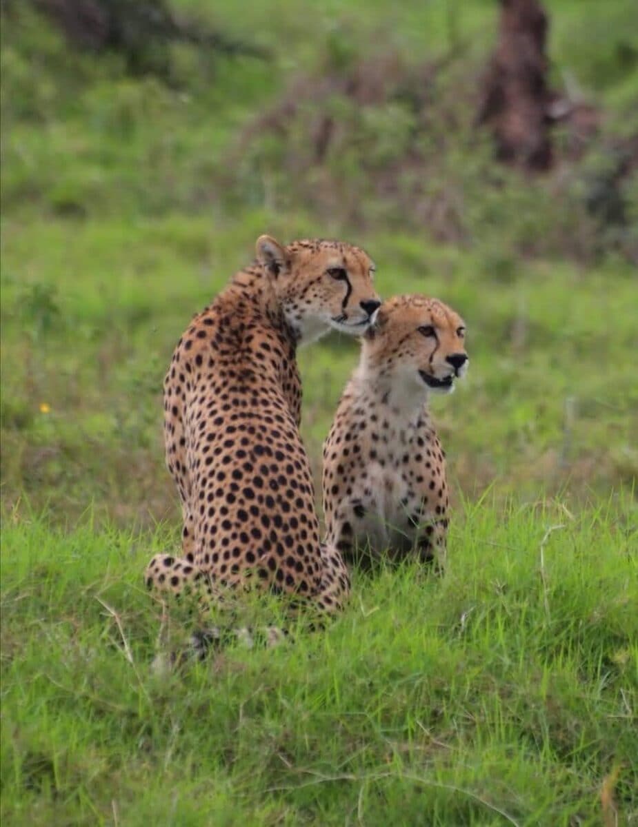 Two cheetahs sitting alert in green grass