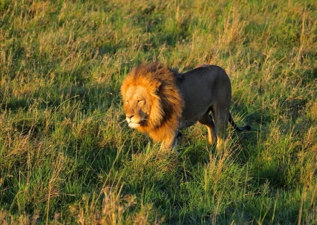 Male lion walking through golden grass