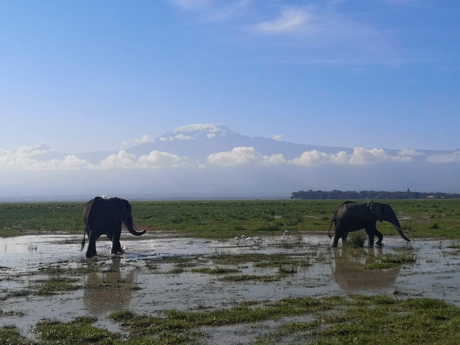 Elephants feeding in a broad seasonal wetland