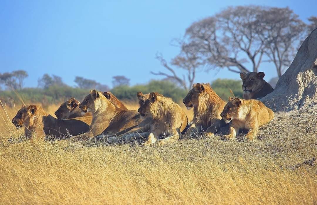 Lions resting beside rocks beneath an acacia
