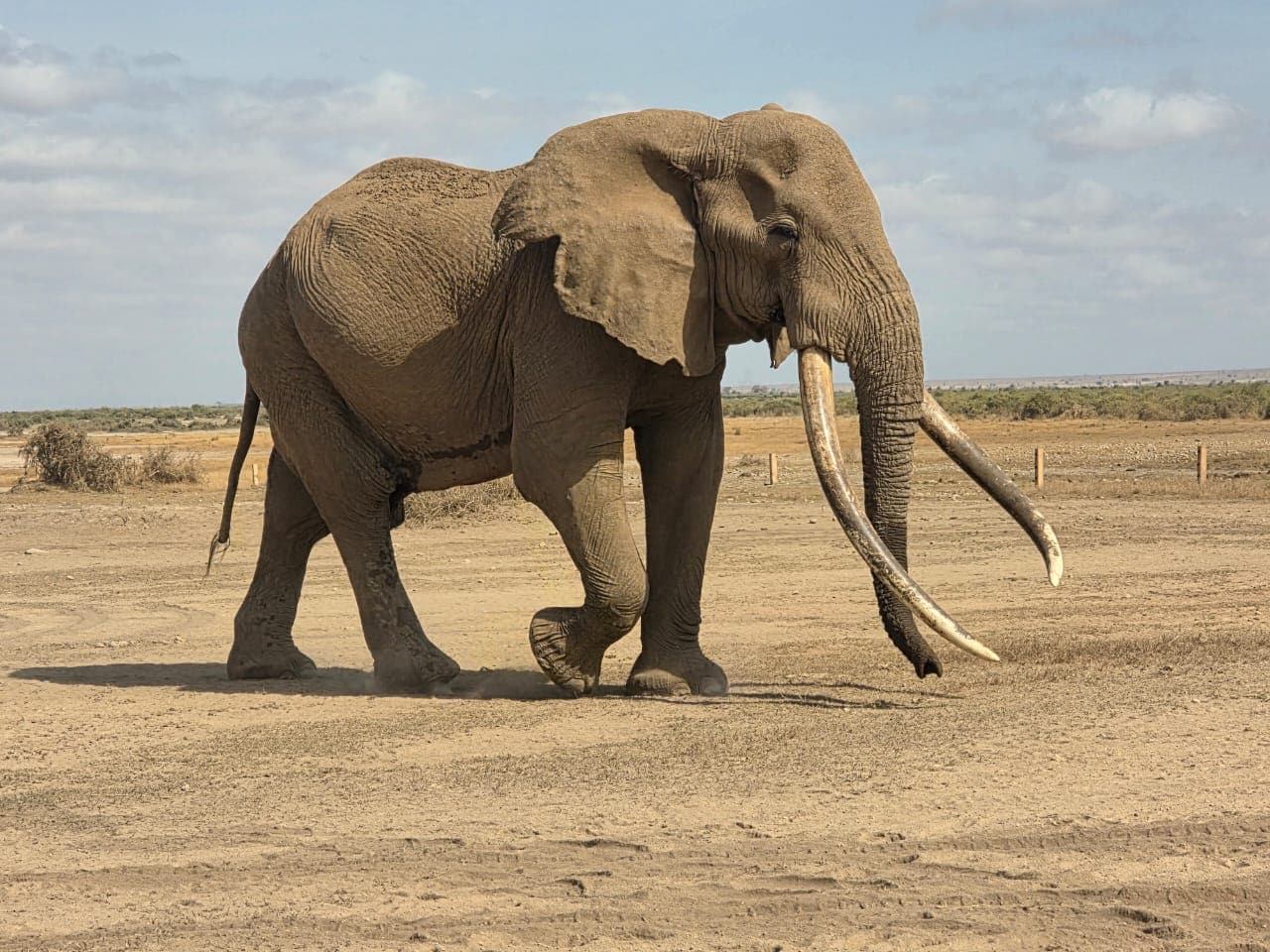 African elephant walking across open ground