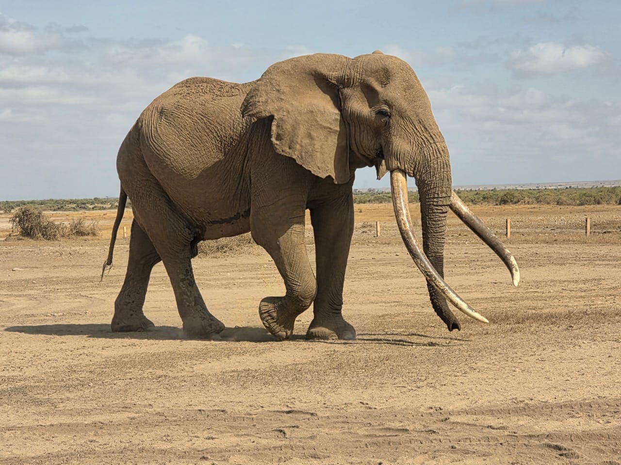 African elephant walking across open ground