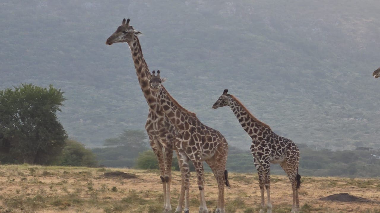 Two giraffes standing on open ground