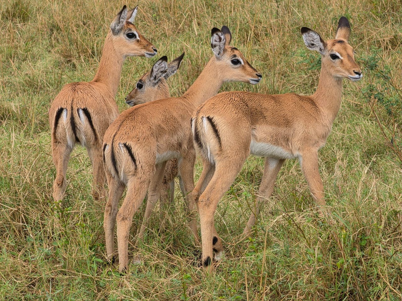 Group of impalas standing in green grass