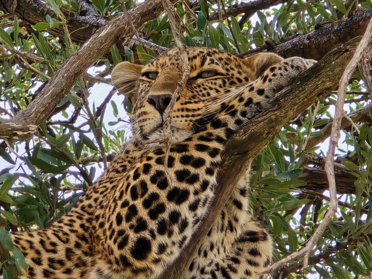 Leopard resting across the branches of a tree