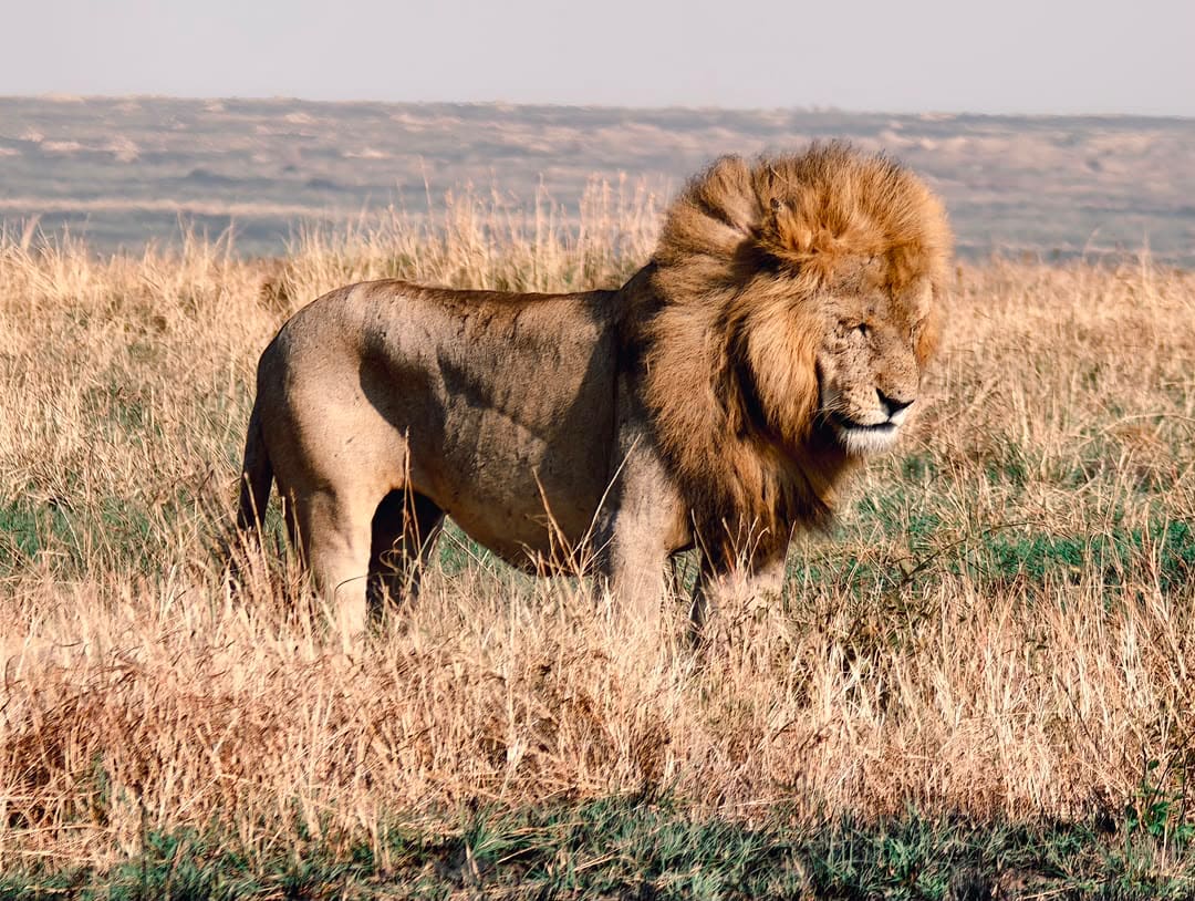 Male lion standing on dry grassland