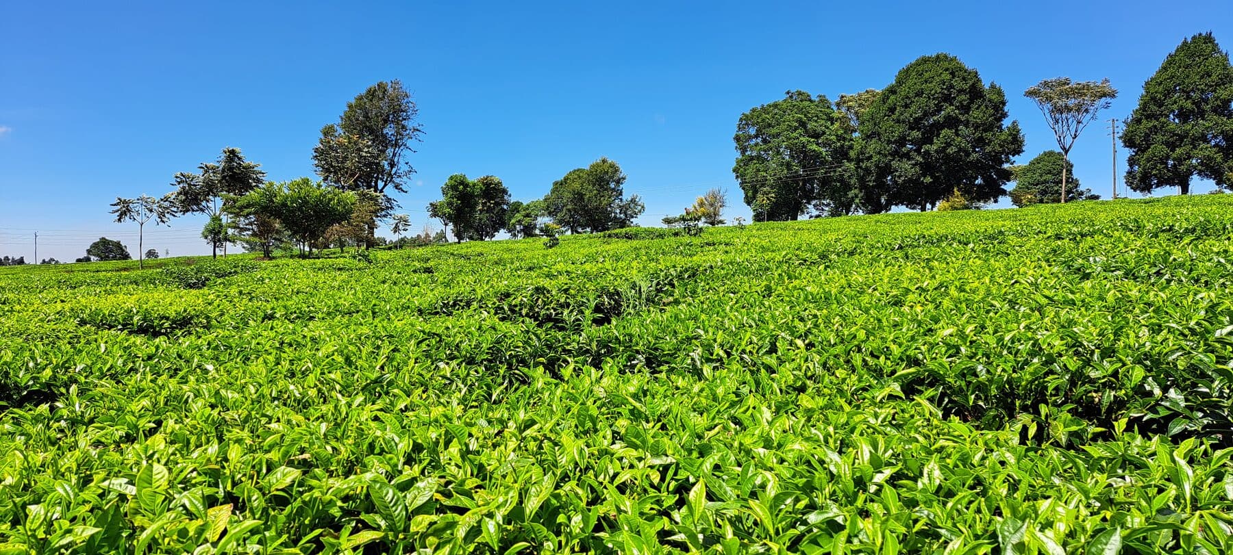 Rows of green tea growing across rolling land in Kenya